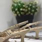 SLINGBACK TOSCA BLU BURRO E BORCHIE ORO